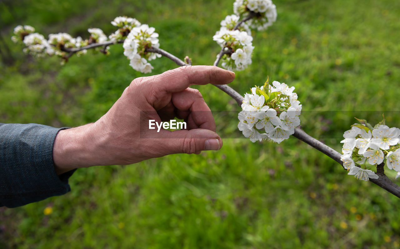 Dirty hand of farmer inspecting white blooming cherry tree branch in organic orchard garden. 