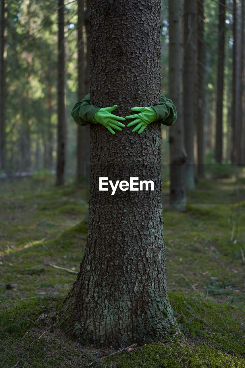 CLOSE-UP OF TREE TRUNK ON MOSS