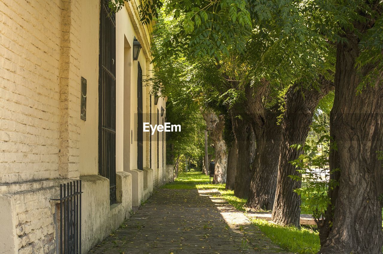 TREES GROWING IN SUNLIGHT