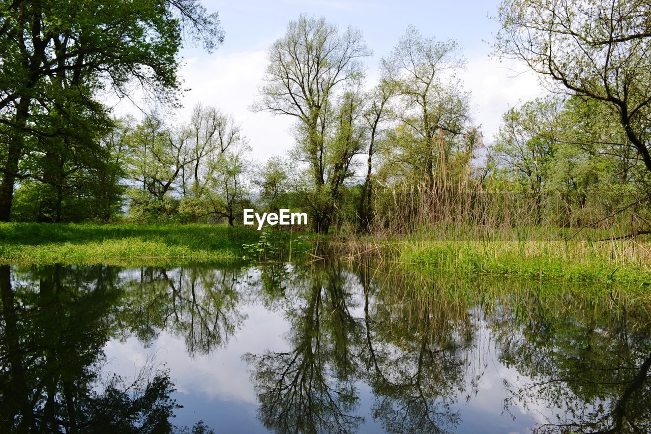 SCENIC VIEW OF LAKE BY TREES AGAINST SKY