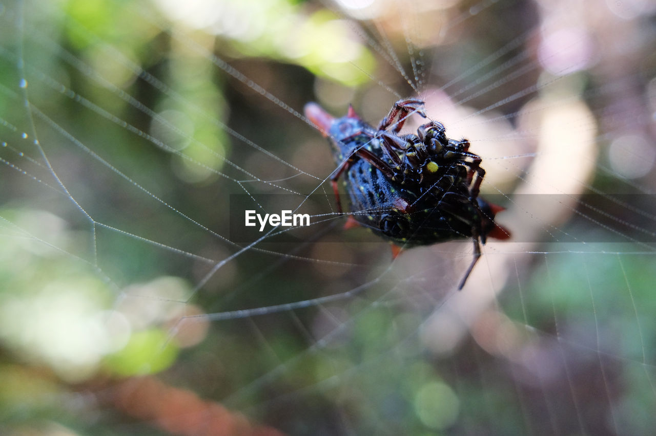 Close-up of spider on web