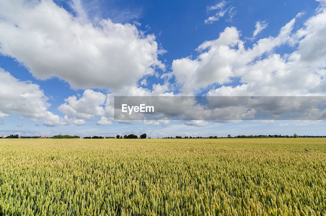 SCENIC VIEW OF FIELD AGAINST CLOUDY SKY