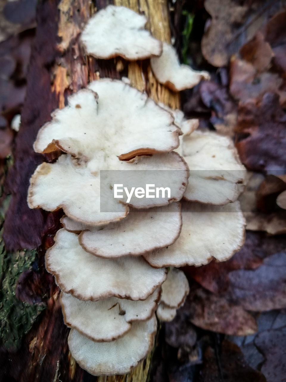 Close-up of mushrooms growing in the wood. macrophotography