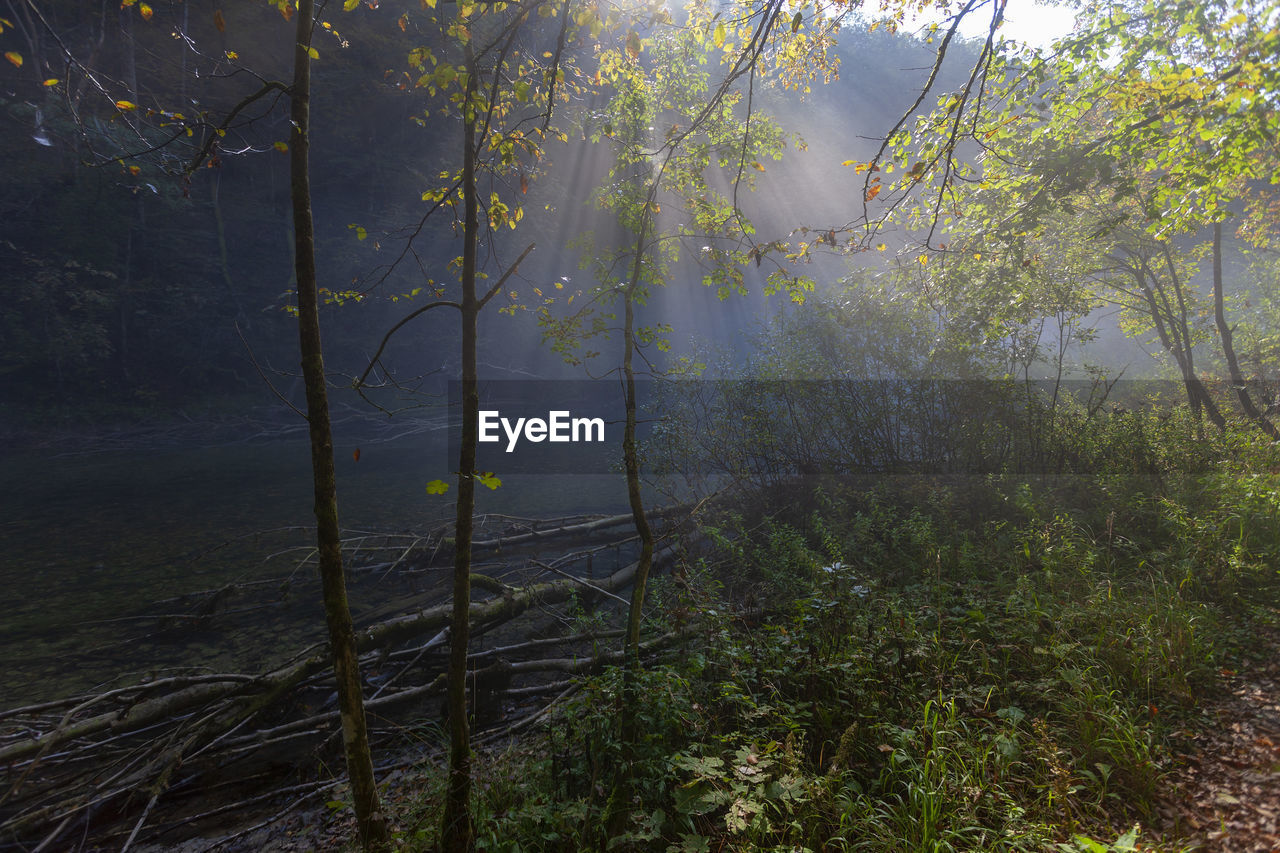 Scenic view of forest