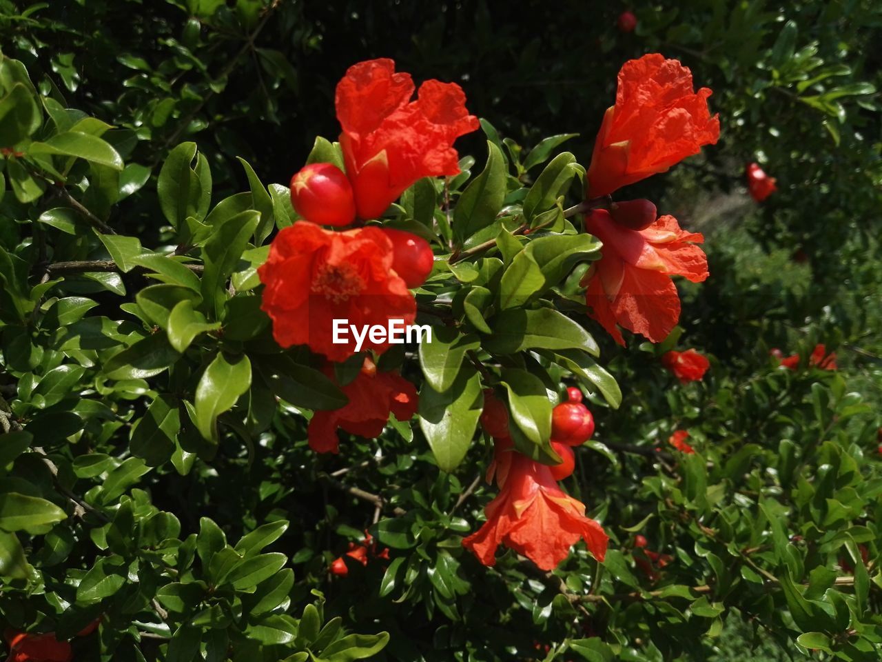 CLOSE-UP OF RED ROSE FLOWERS