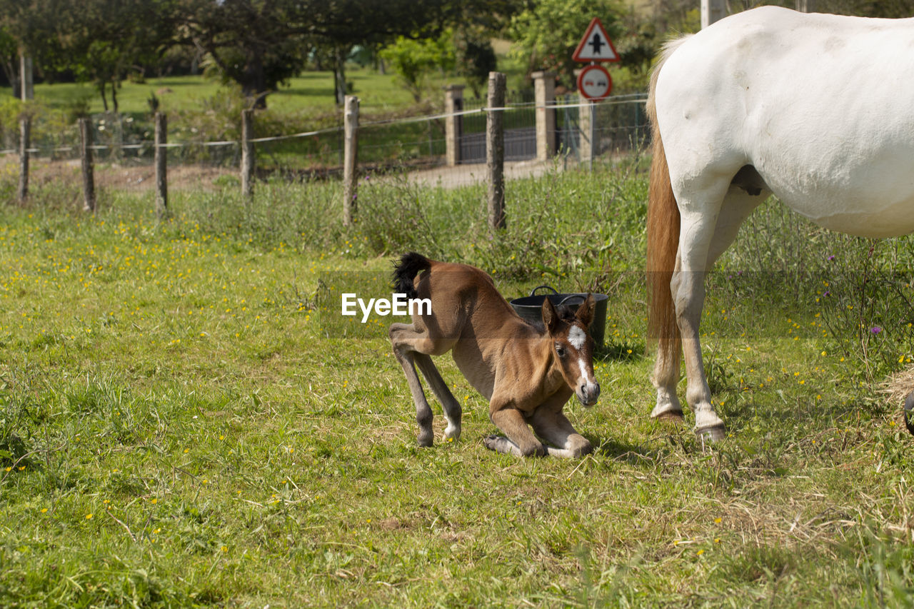 A foal is lying down next to its mother