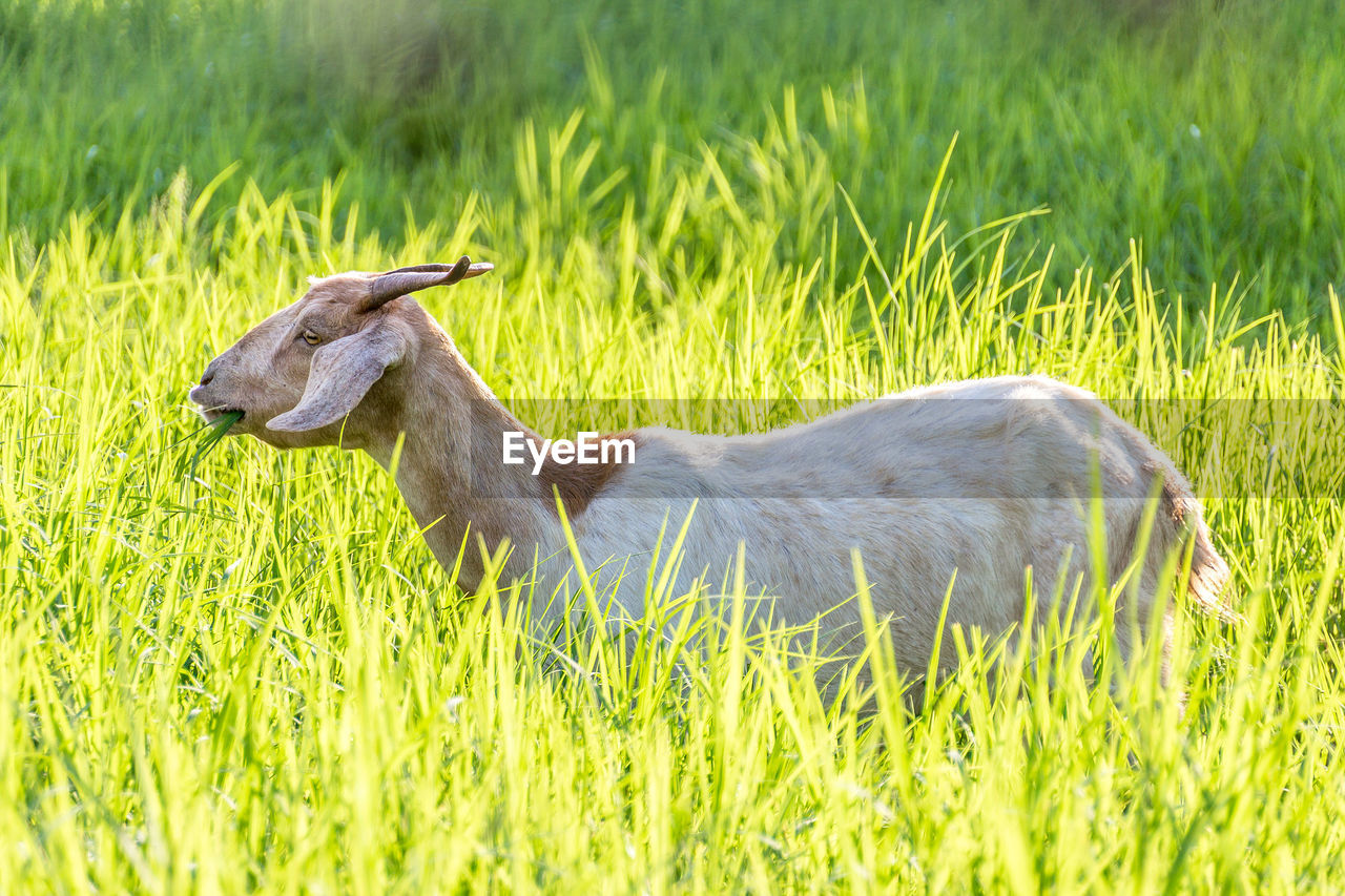 Goat on field
