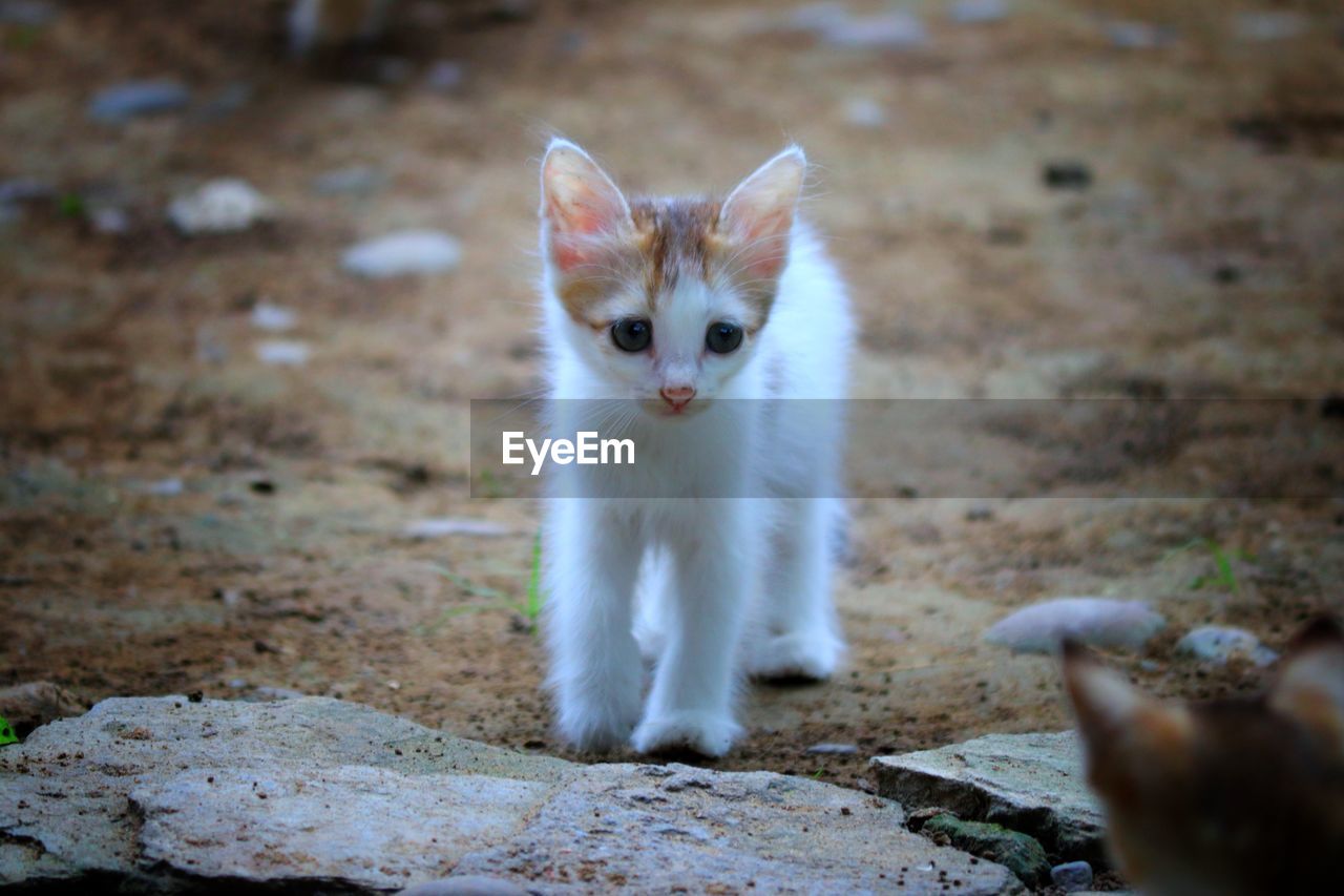 PORTRAIT OF WHITE CAT ON FIELD