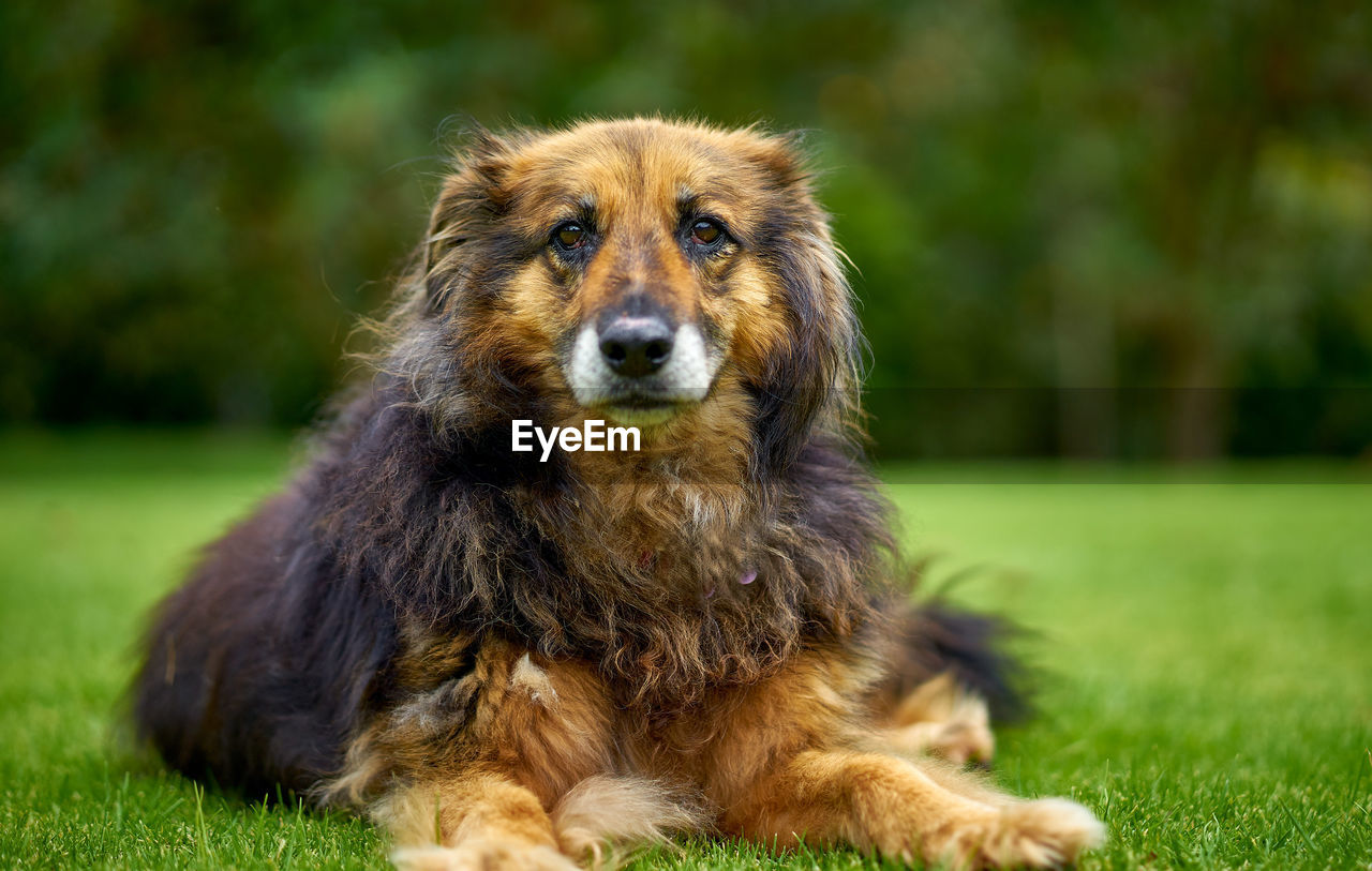 PORTRAIT OF DOG ON FIELD