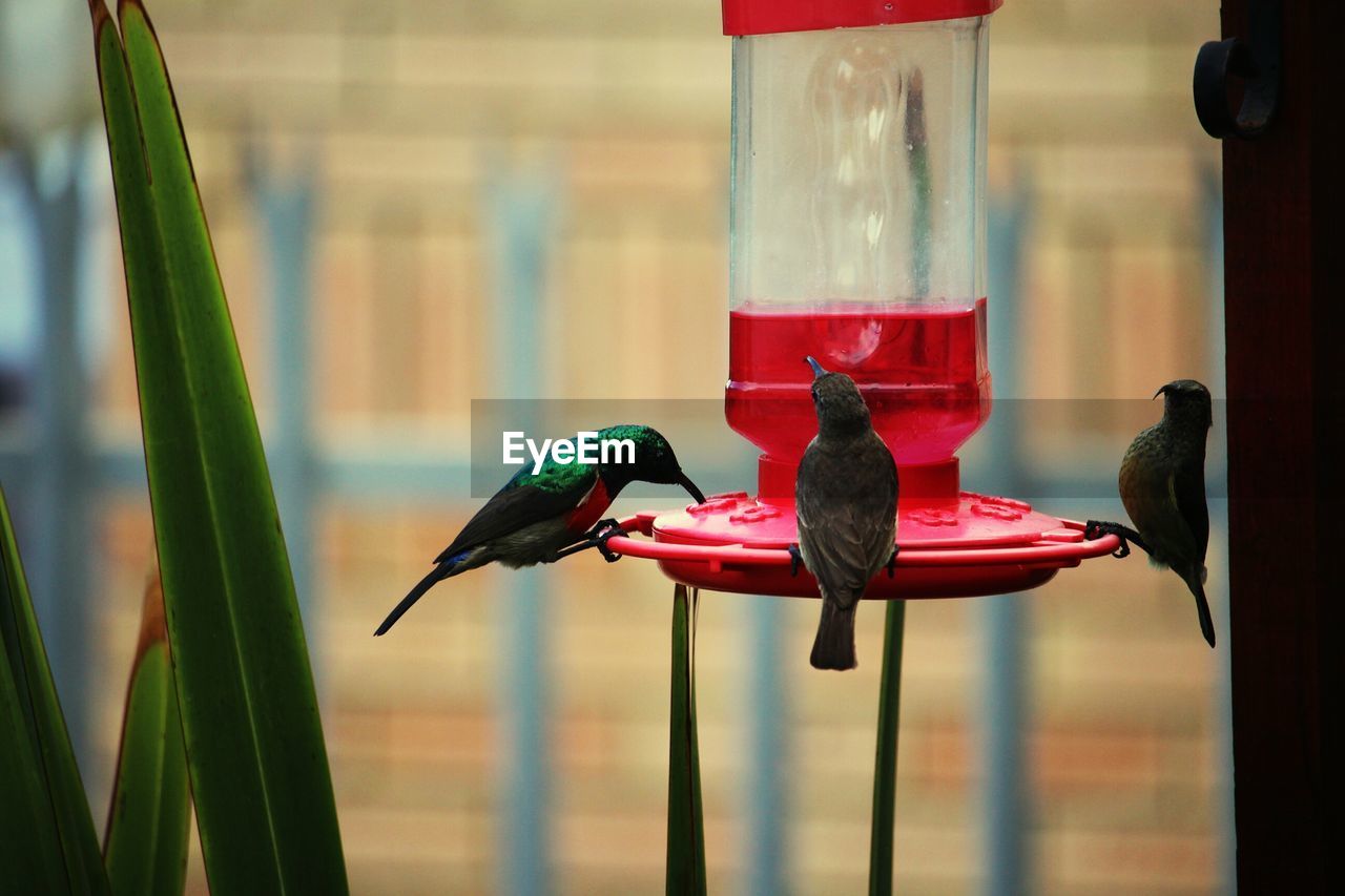 SIDE VIEW OF BIRD PERCHING ON WOODEN FEEDER