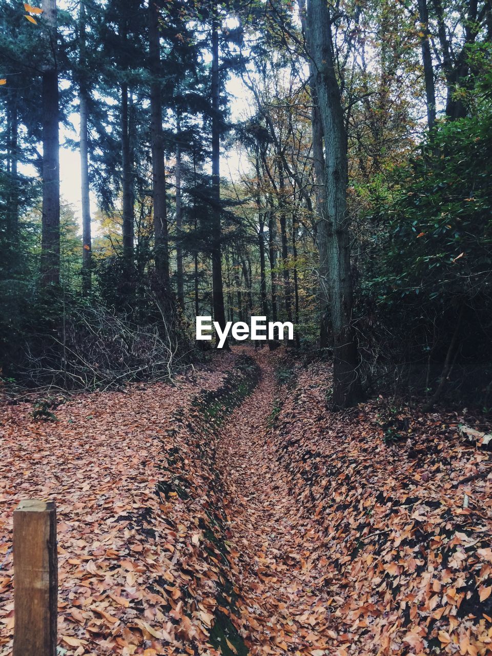 Trees in forest during autumn