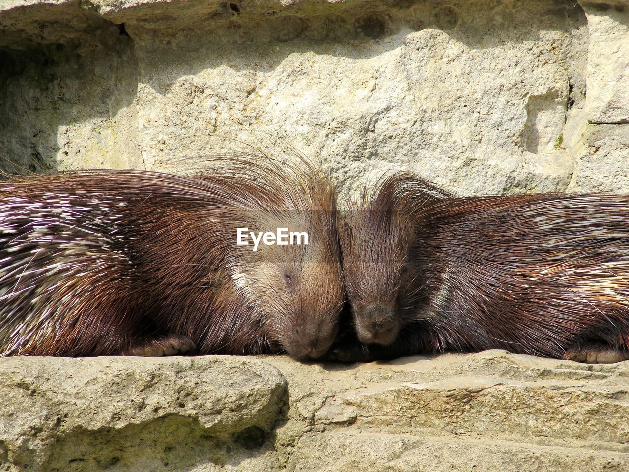 Porcupines resting on rock