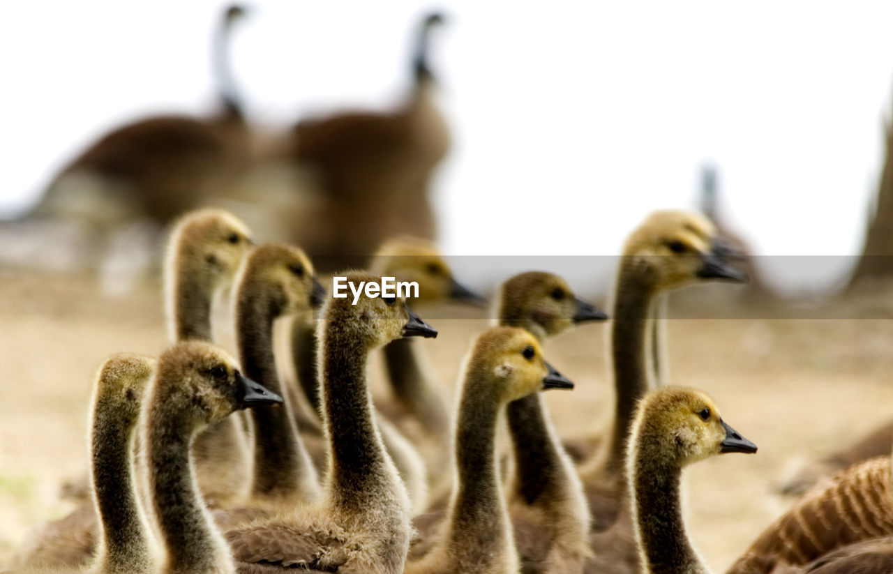 Group of baby canadian geese together going towards the water