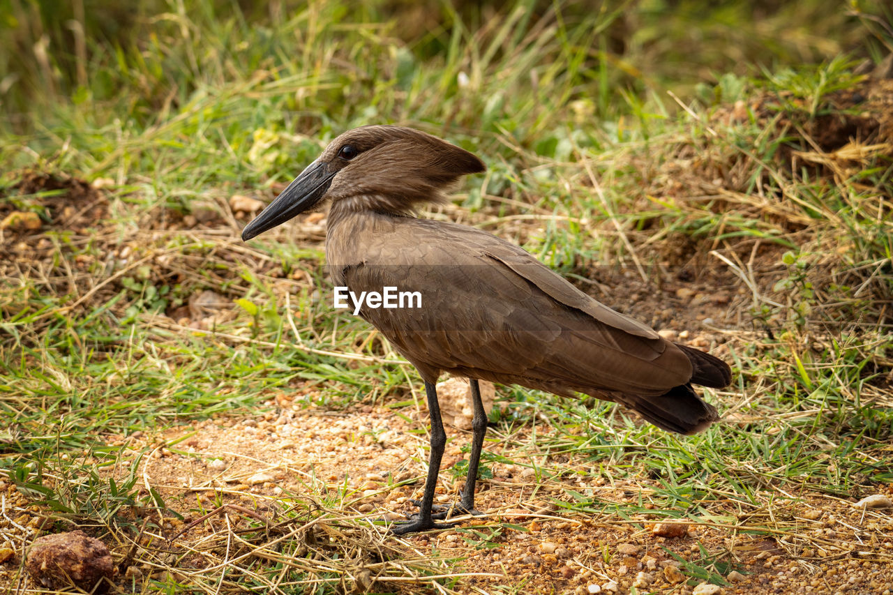animal themes, animal, animal wildlife, bird, wildlife, one animal, beak, nature, grass, full length, plant, no people, heron, side view, outdoors, ibis, day, land