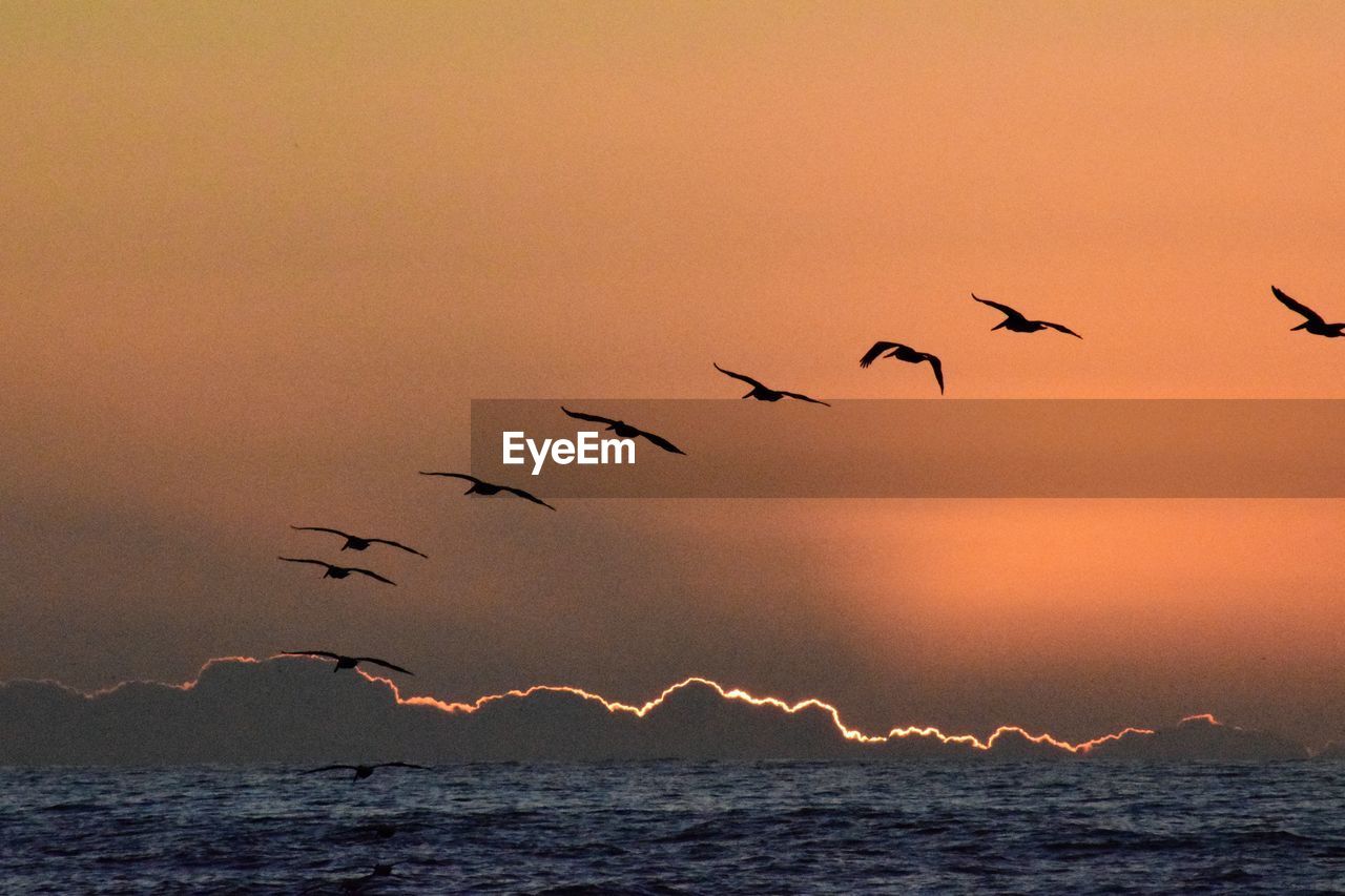Birds flying over sea against sky at sunset