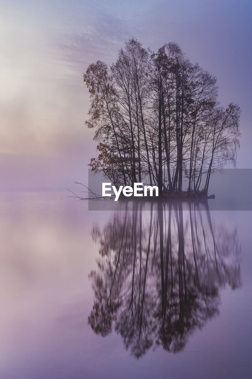 Trees on island on still and misty lake