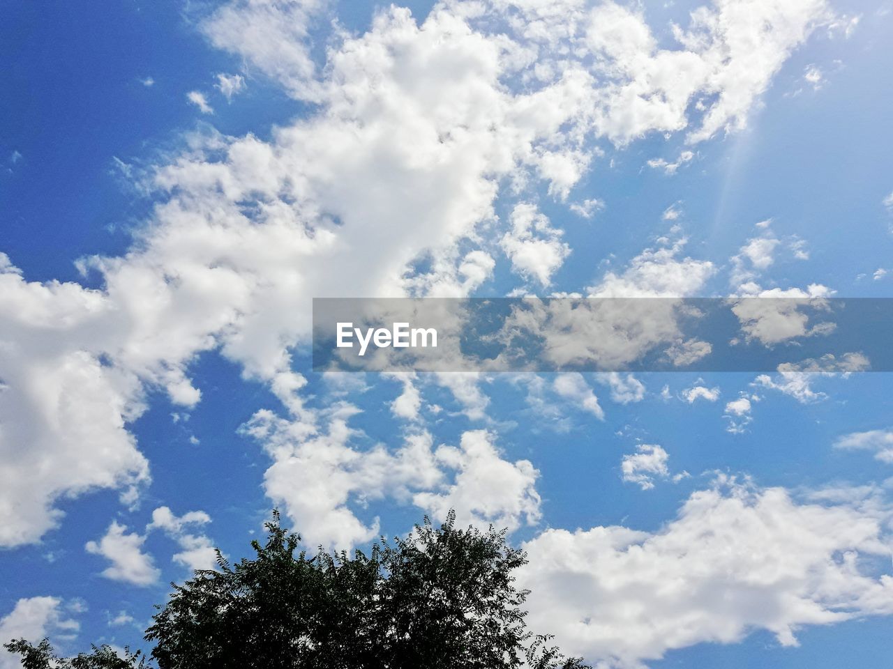 LOW ANGLE VIEW OF TREE AGAINST SKY