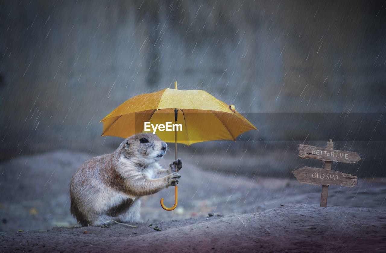 Close-up of prairie dog holding umbrella during rainy season