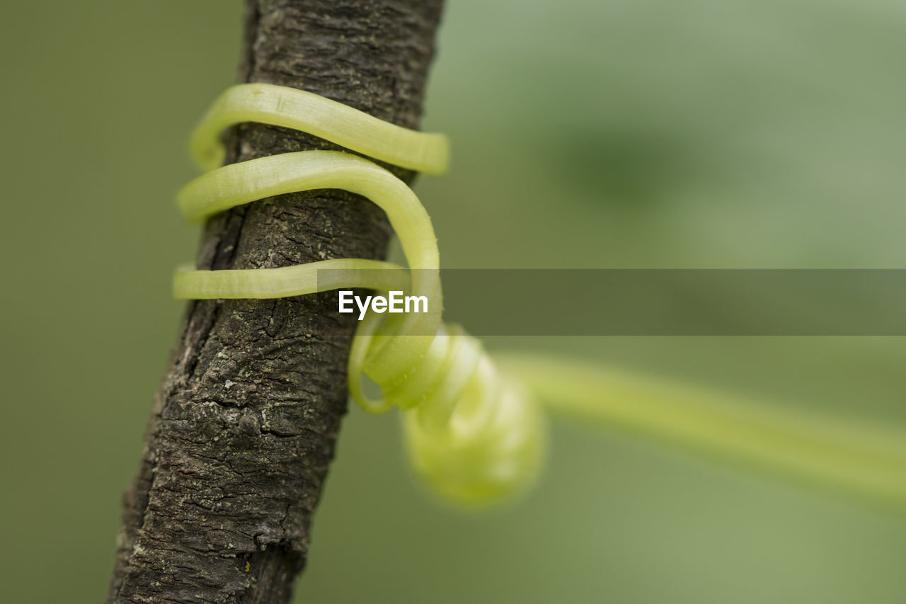 CLOSE-UP OF LIZARD ON TREE