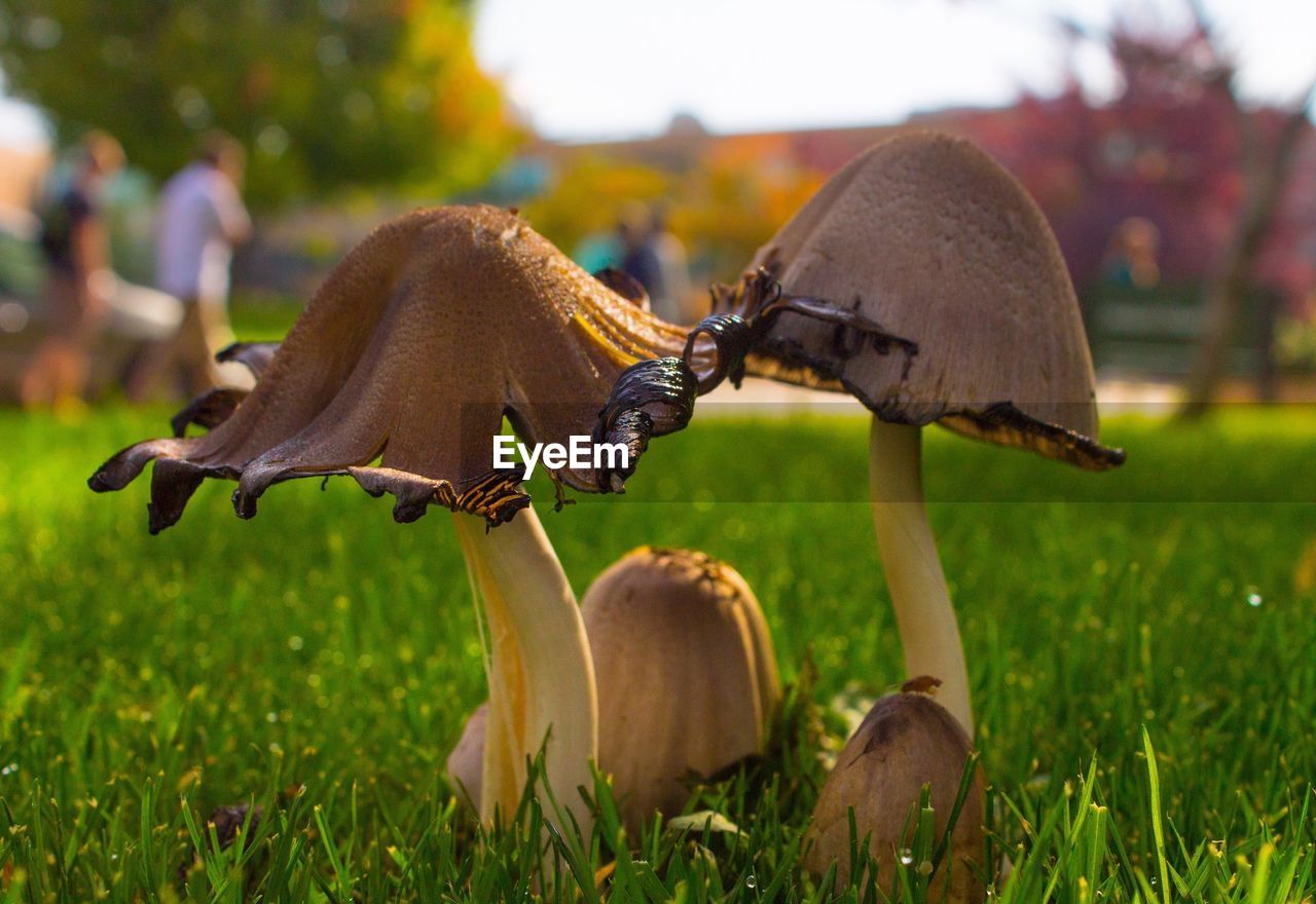 Close-up of mushroom on green grass