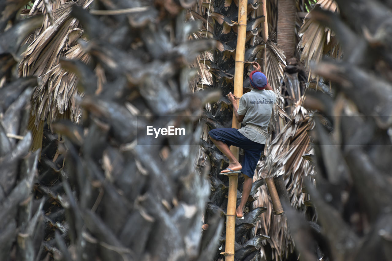 Rear view of man climbing on tree