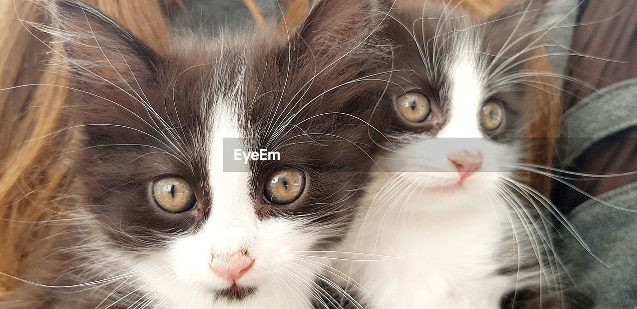Close-up portrait of kittens