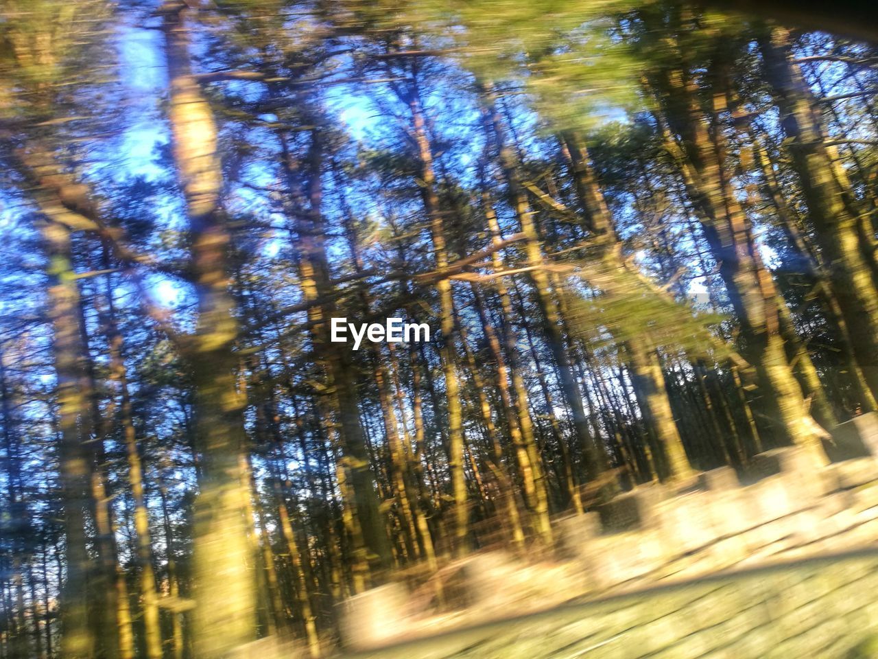 LOW ANGLE VIEW OF BAMBOO FOREST