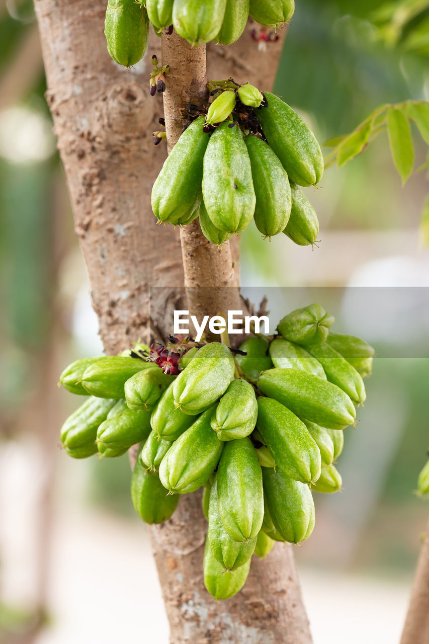 CLOSE-UP OF FRESH FRUIT ON TREE