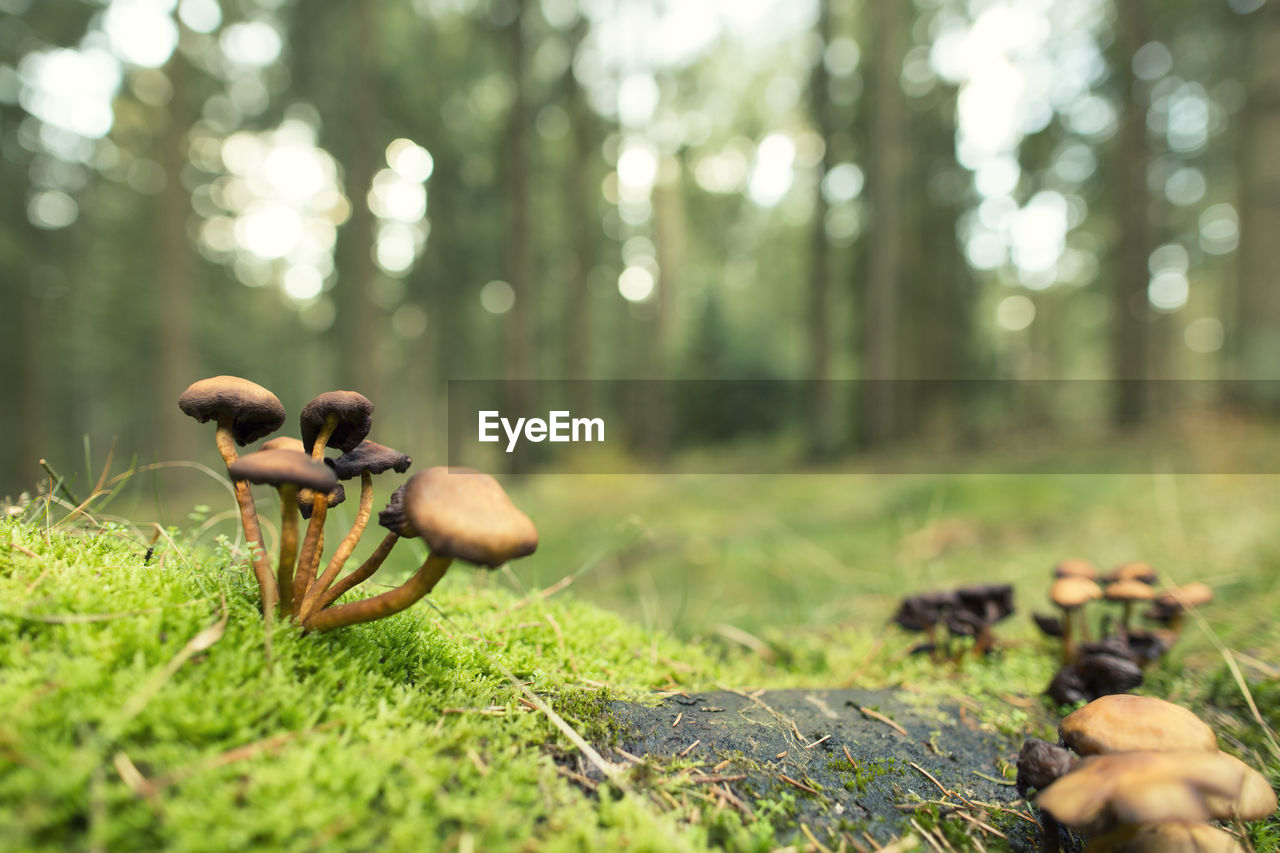 CLOSE-UP OF MUSHROOMS ON LAND