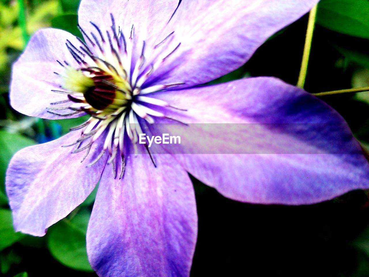 CLOSE-UP OF PURPLE FLOWERS BLOOMING OUTDOORS