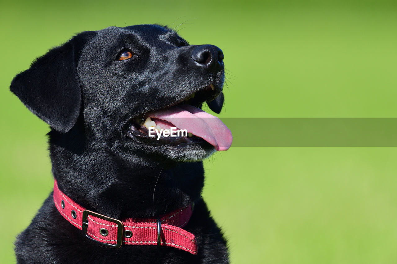 Close up portrait of a black labrador retriever 