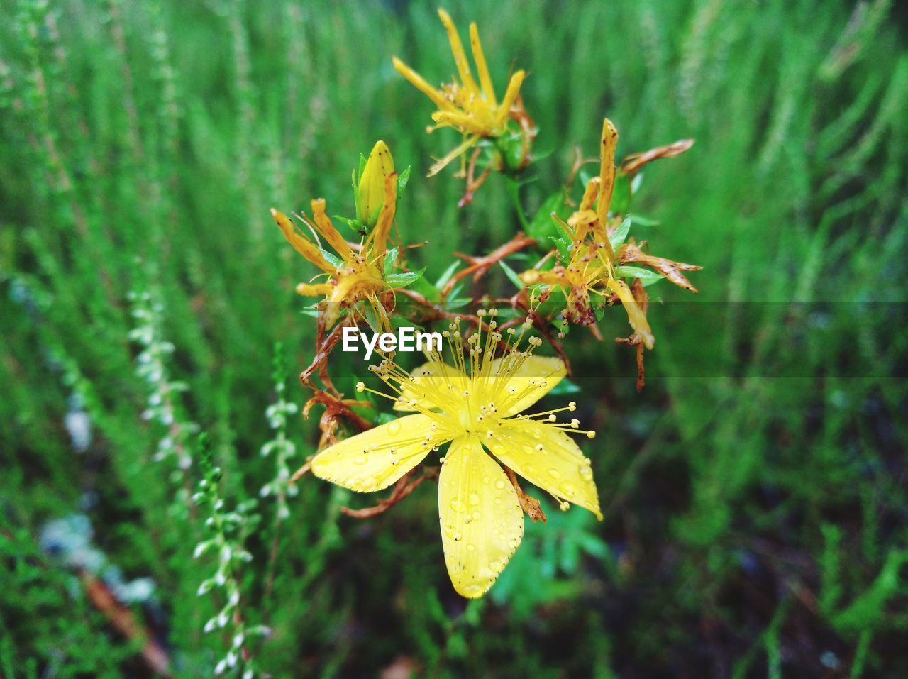 CLOSE-UP OF YELLOW FLOWERS AGAINST BLURRED BACKGROUND