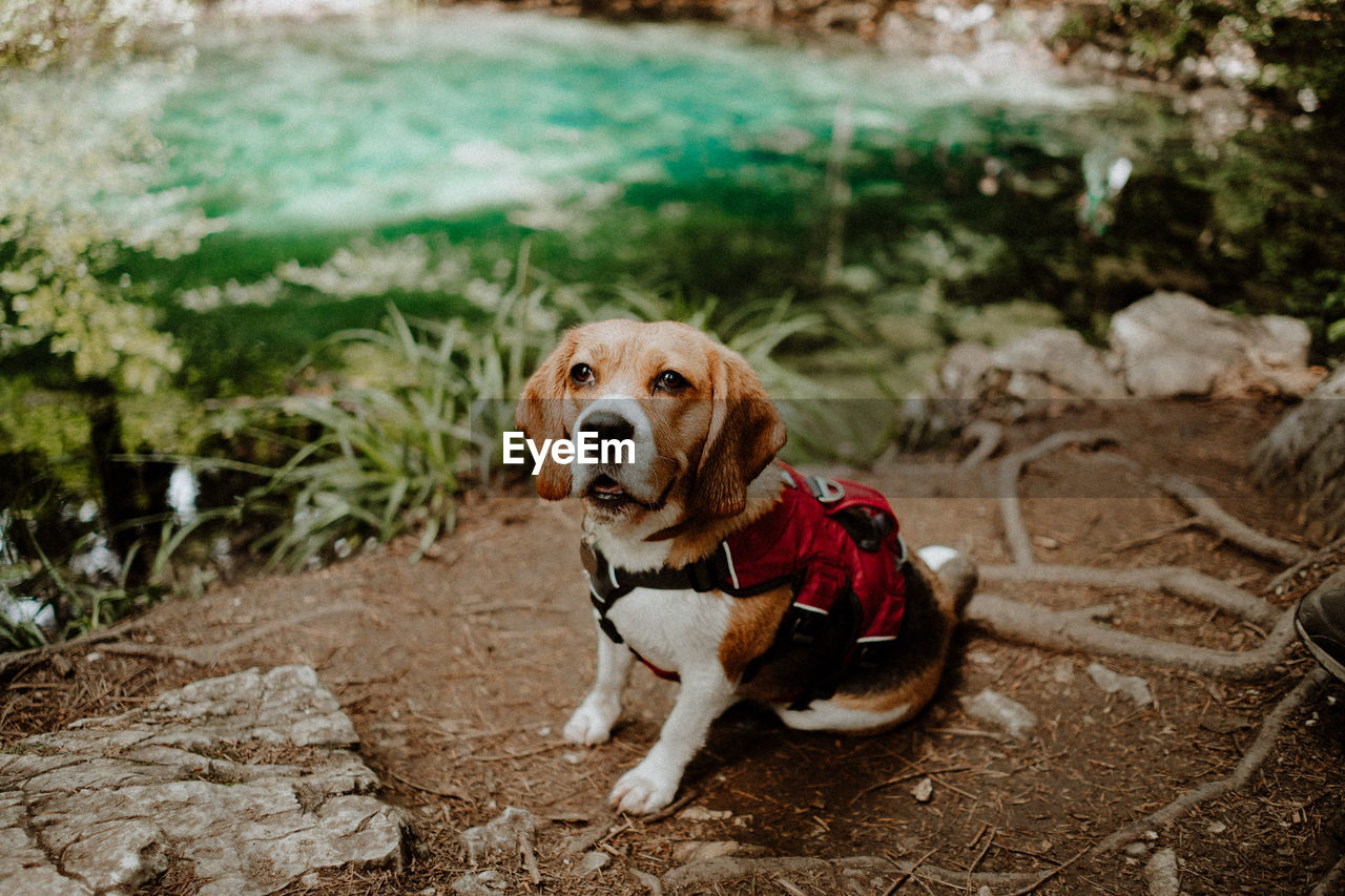 Dog looking away while sitting on land