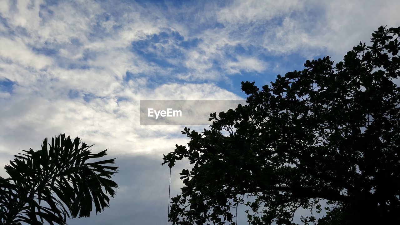 LOW ANGLE VIEW OF SILHOUETTE TREES AGAINST SKY