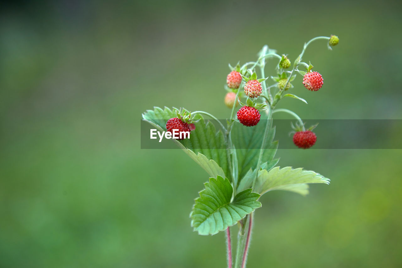 CLOSE-UP OF BERRIES ON PLANT