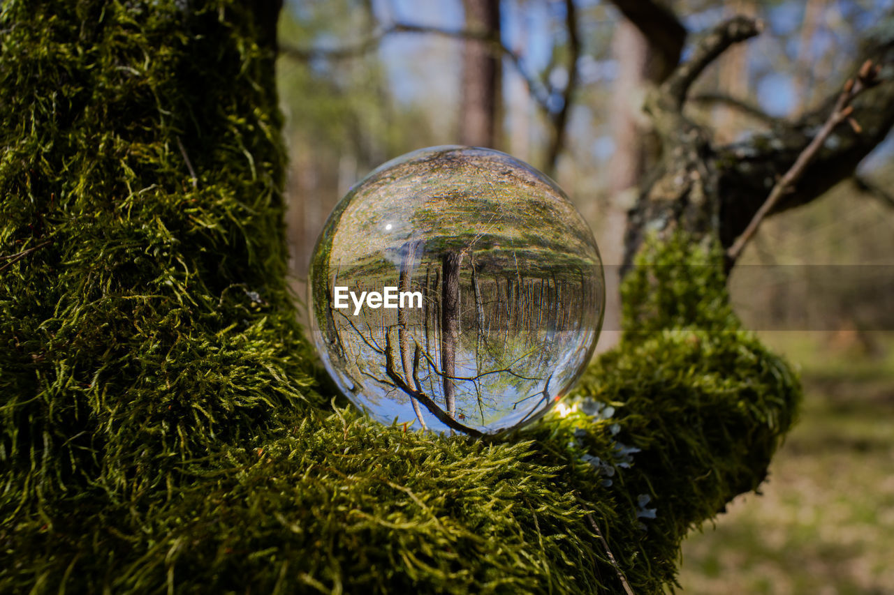 Crystal ball in forest