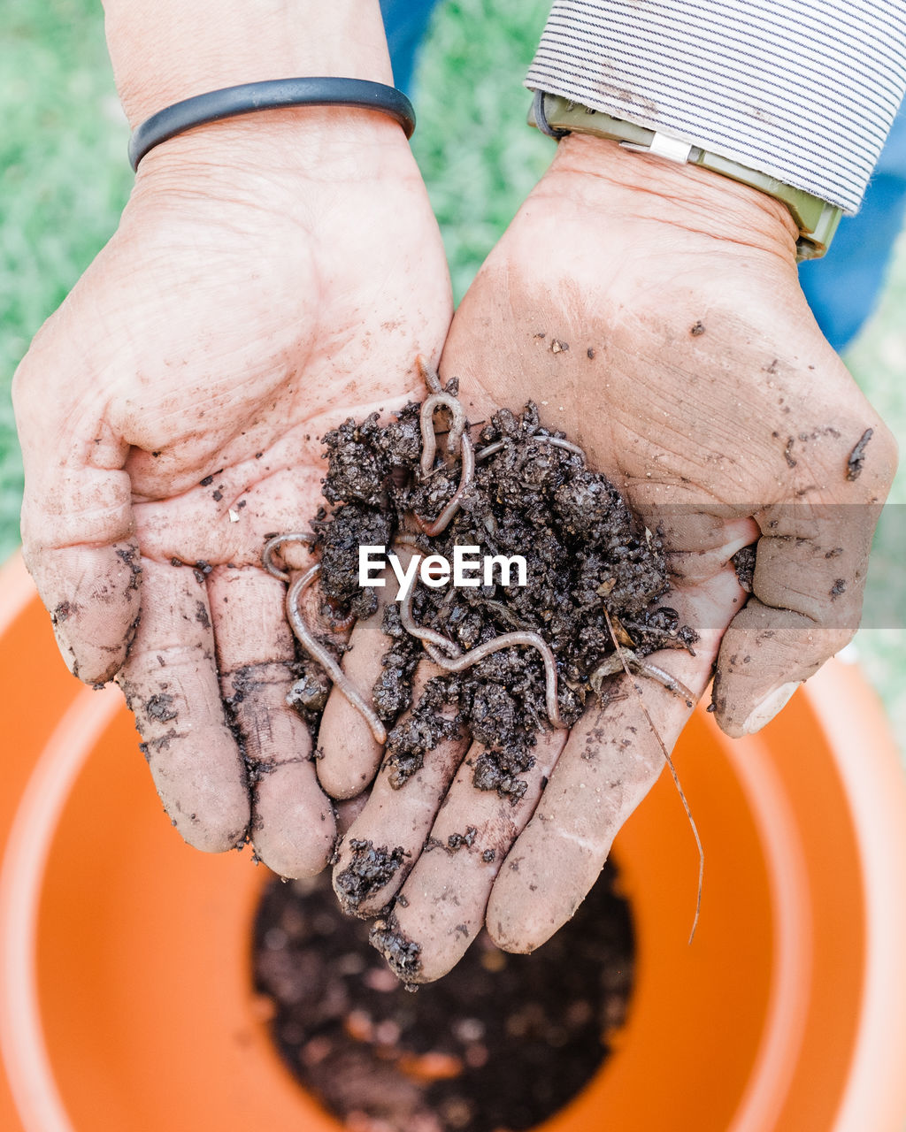 Man holding earthworms and vermicompost