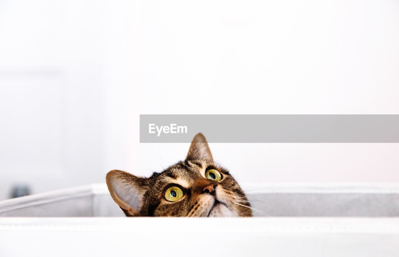 Portrait of a cat