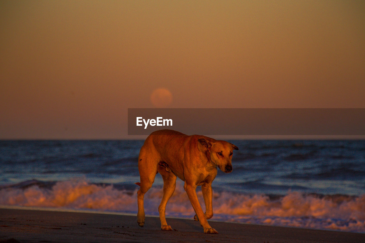 Dog on beach against clear sky during sunset