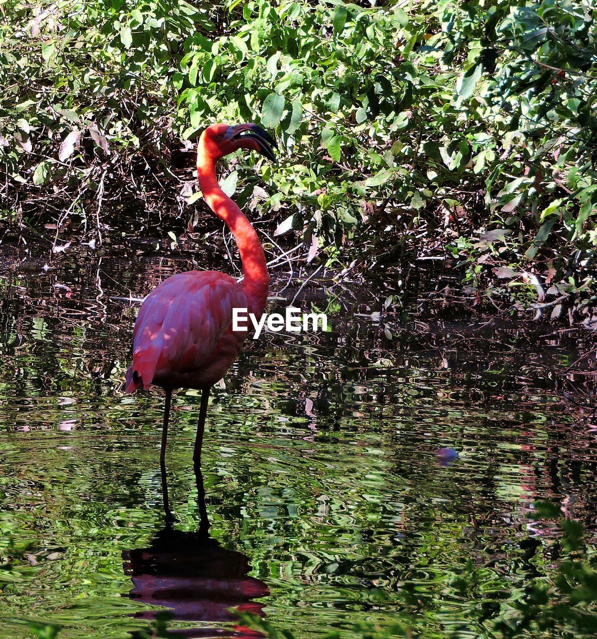 Flamingoes in calm lake