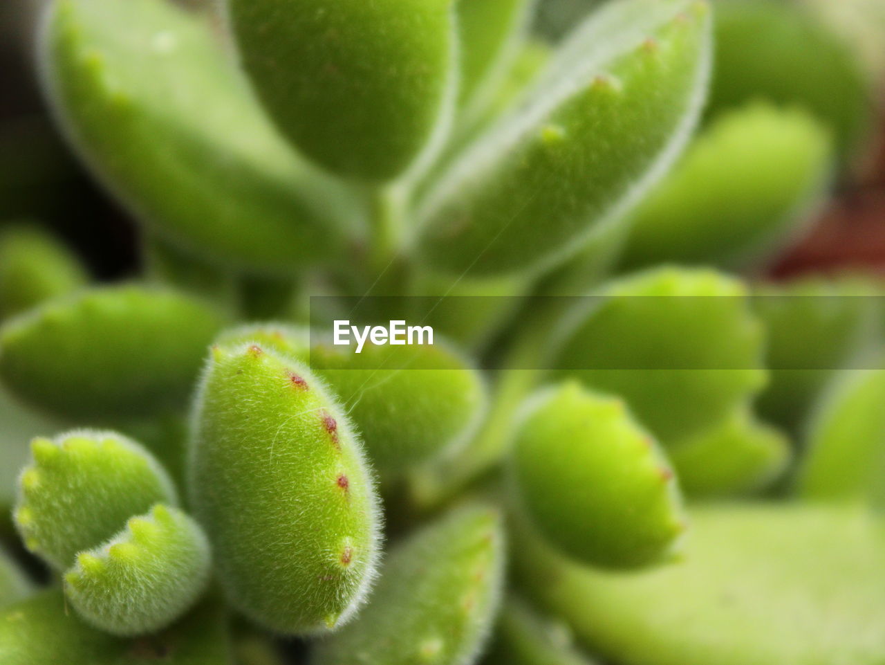 Close-up of succulent plant