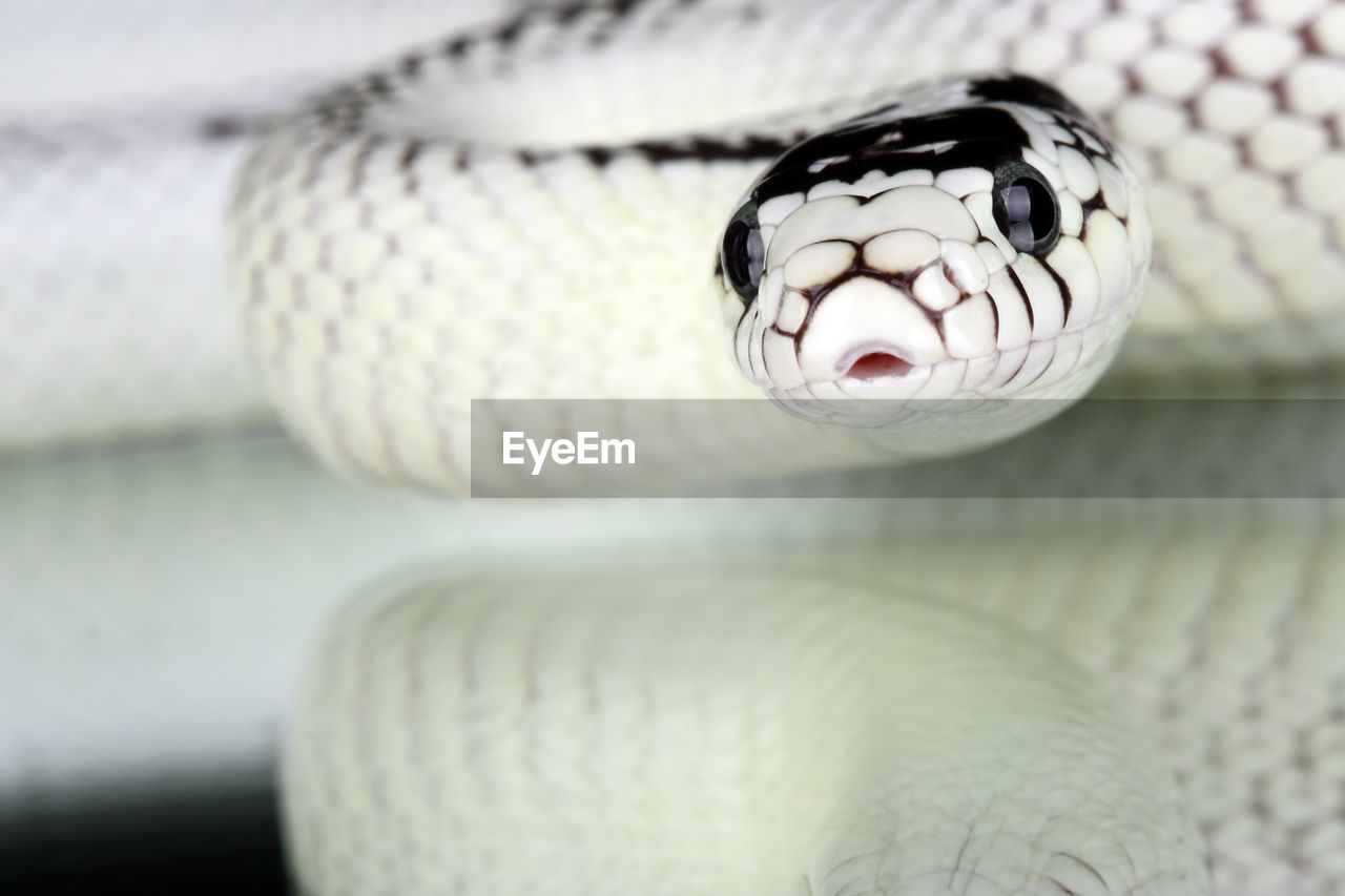 Close-up of snake