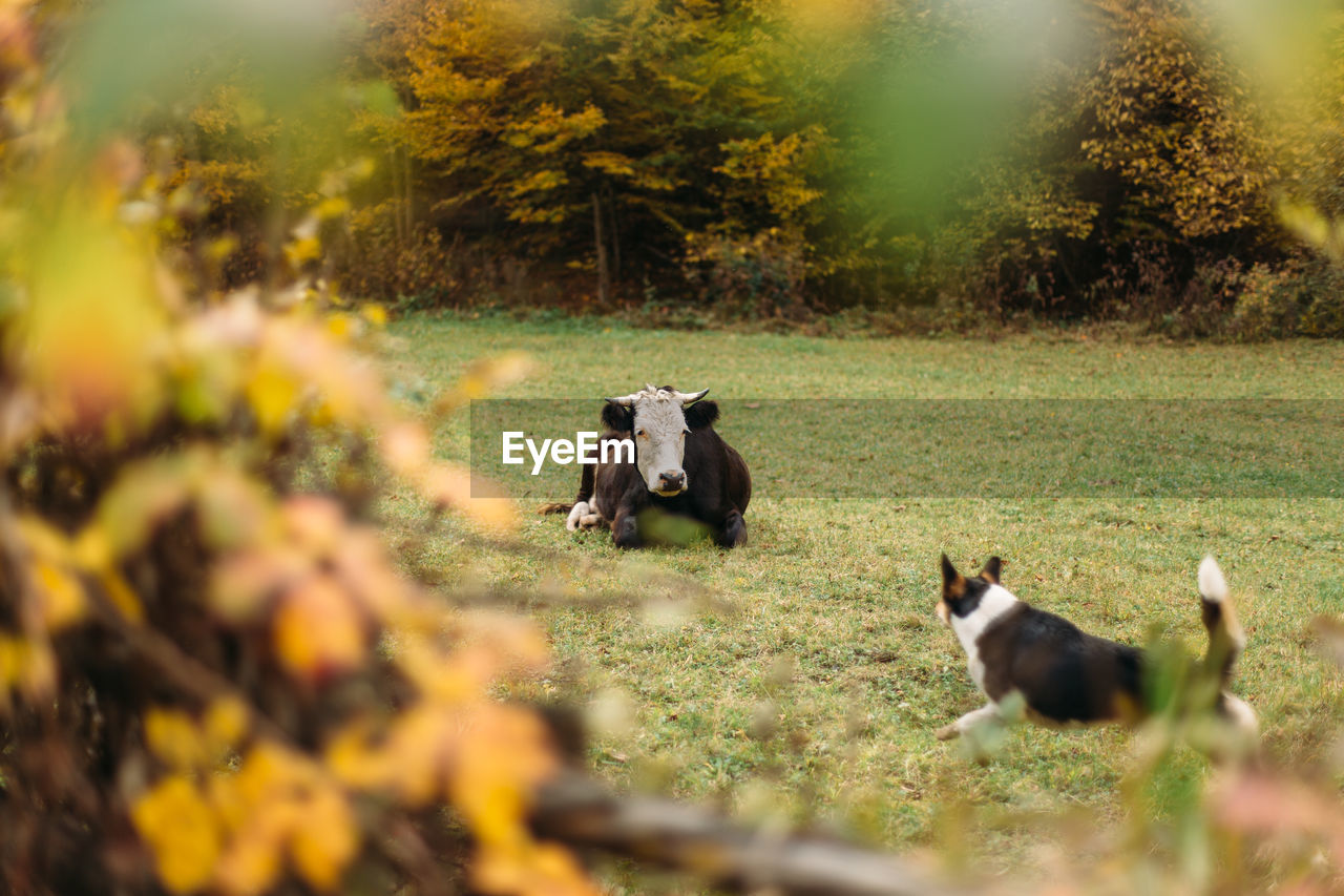 Cow and dog on pasture. autumn forest background