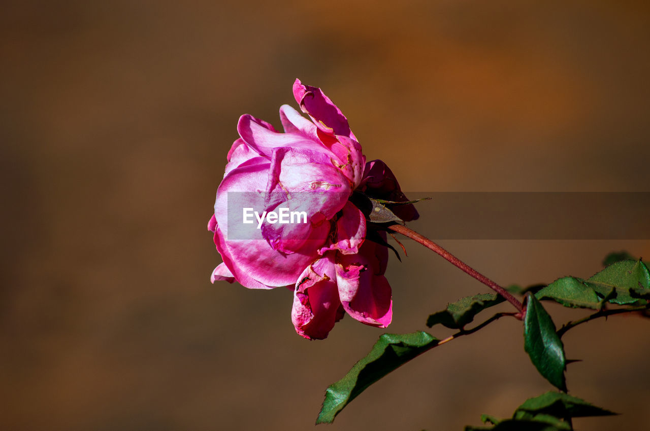 CLOSE-UP OF PINK FLOWER