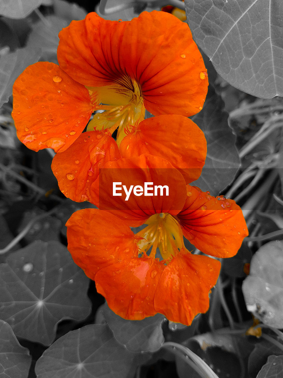 CLOSE-UP OF WET ORANGE HIBISCUS