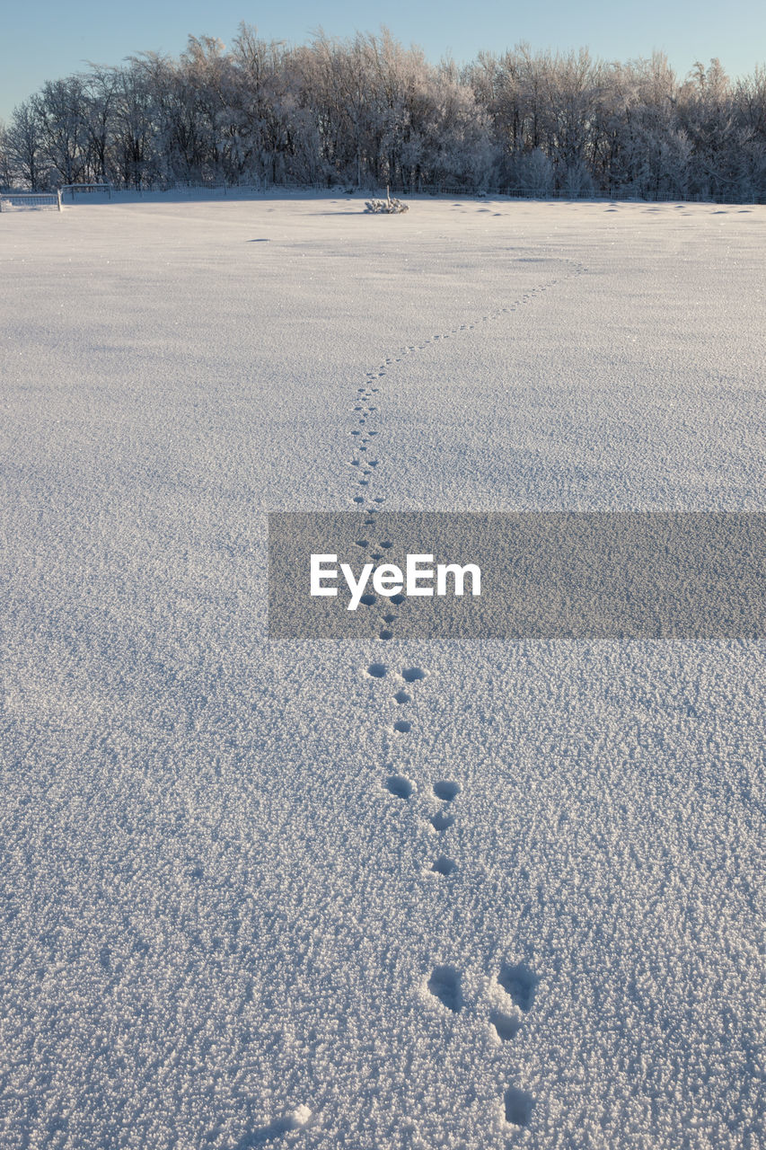 Track of a hare in the snow