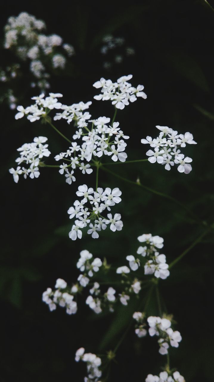 Close-up of white flowers