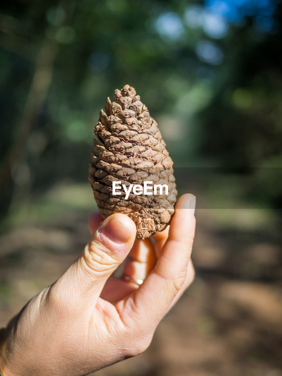 Close-up of hand holding pine cone