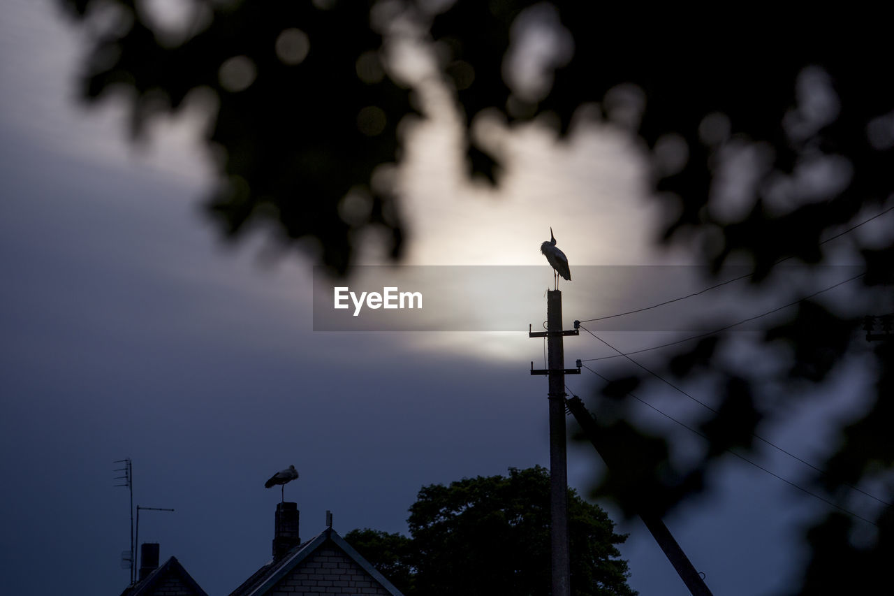 LOW ANGLE VIEW OF BIRD PERCHING ON CABLE