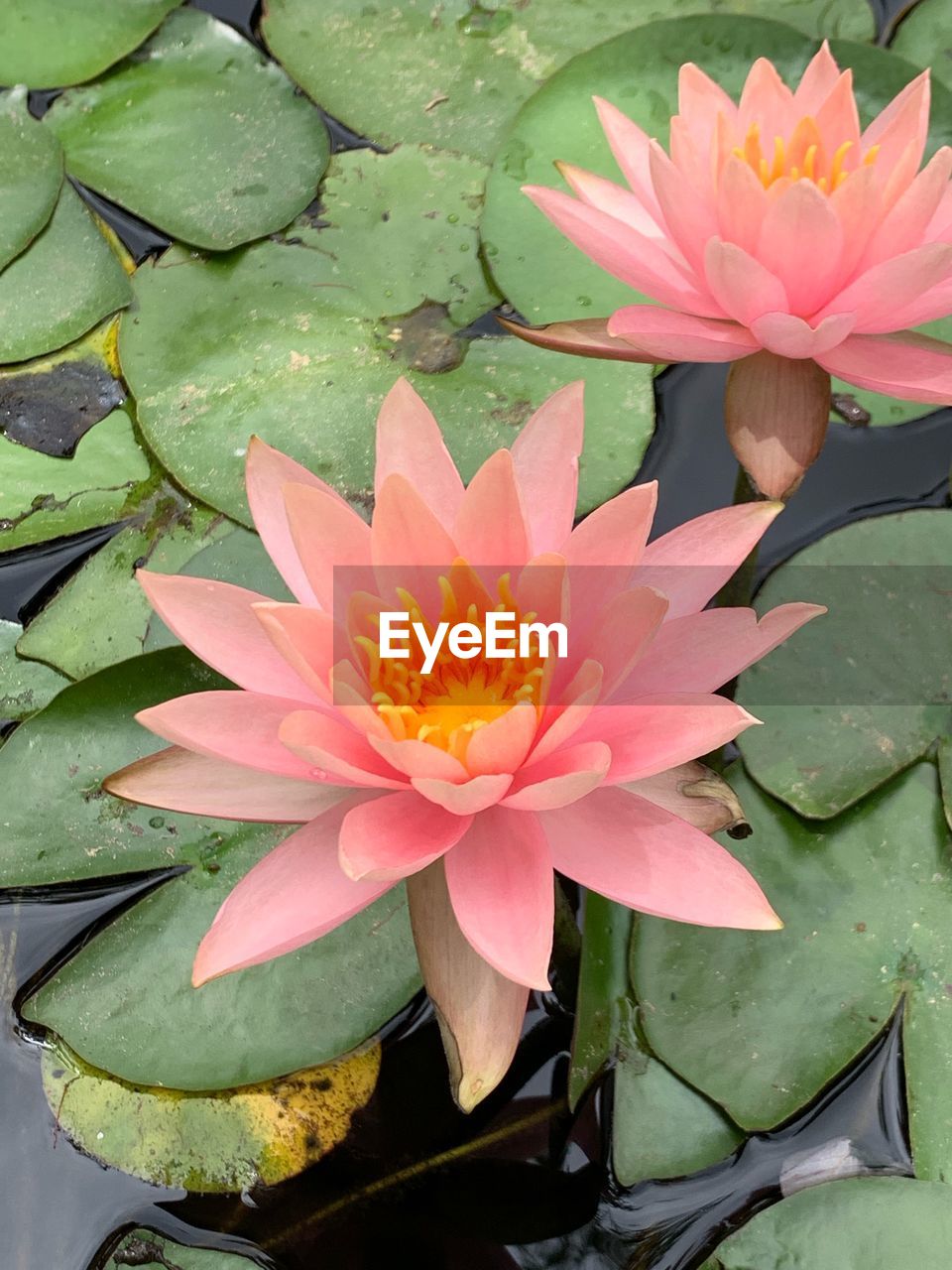 Close-up of lotus water lily in lake